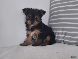 Yorkshire Terrier dogs Koby - Ad 15