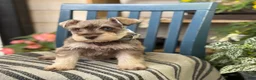 Miniature Schnauzer dogs for sale: Silver - Ad 3