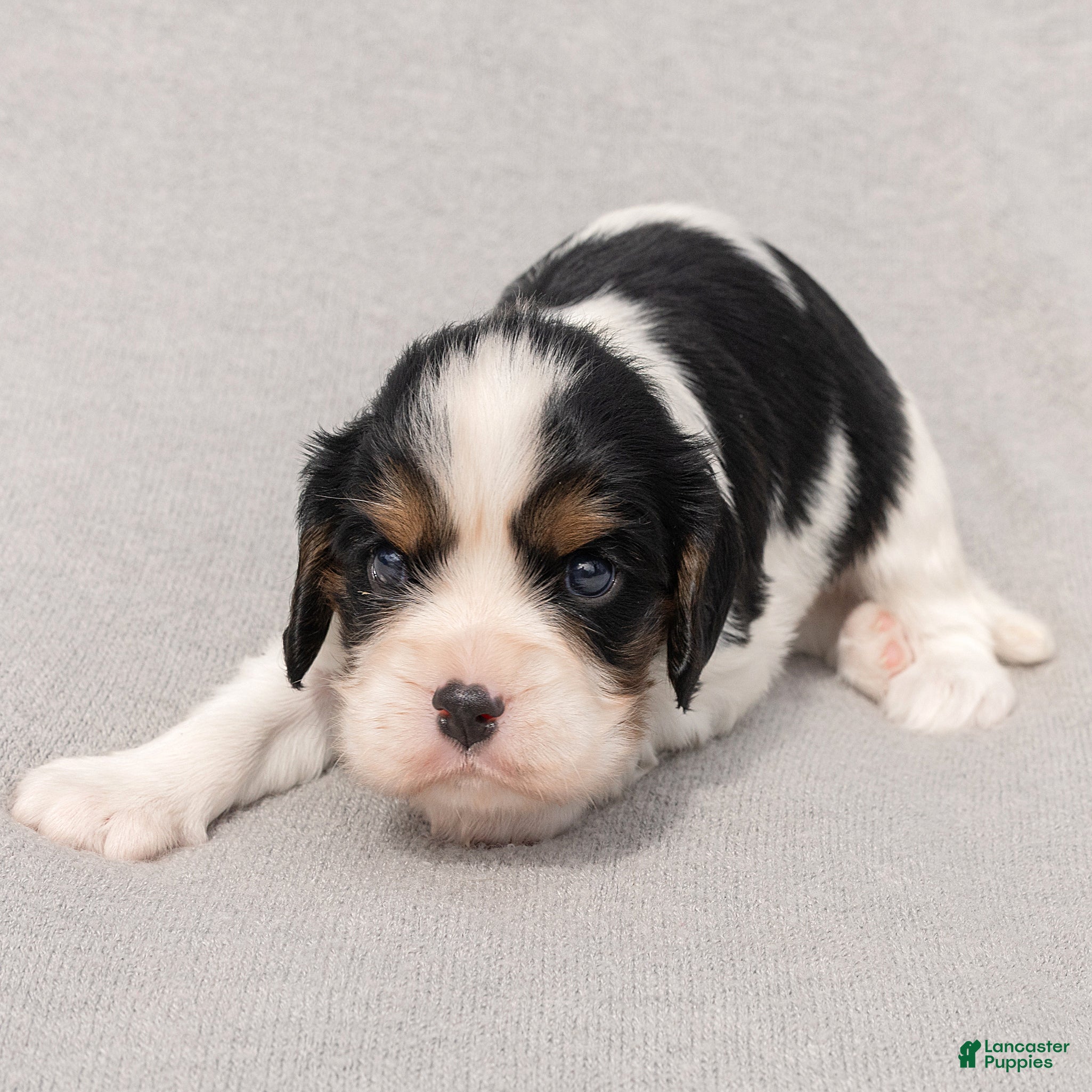 Cavalier King Charles Spaniel dogs Brian Cavalier King Charles Spaniel  - Ad 1