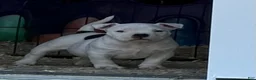 American Bully dogs for sale: Black/White Pied  - Ad 4