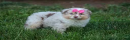Miniature Australian Shepherd dogs for sale: LILY - Ad 3