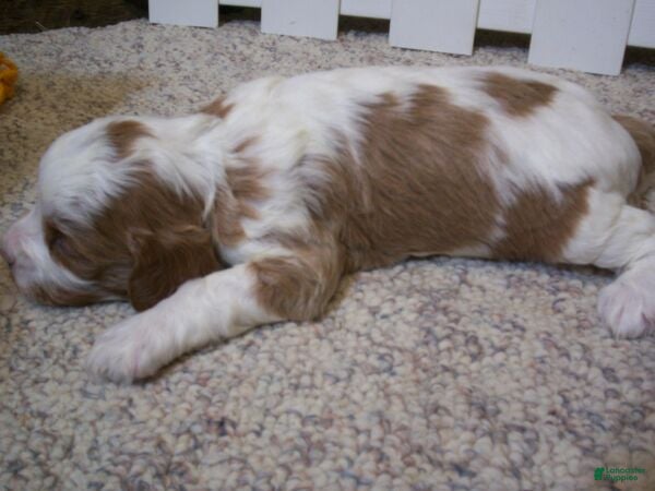 Cavapoo dogs Buzz - Ad 2