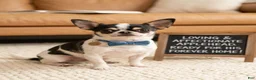 Chihuahua dogs for sale: Chihuahua 2 - Ad 13