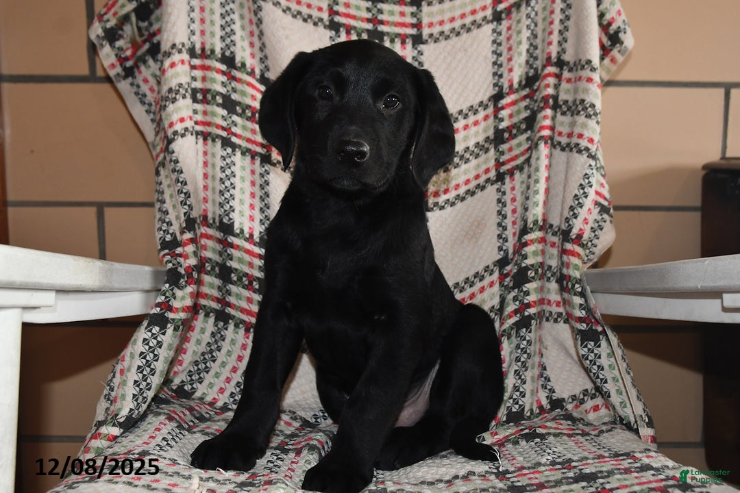 Labrador Retriever dogs for sale: Theo - Ad 4