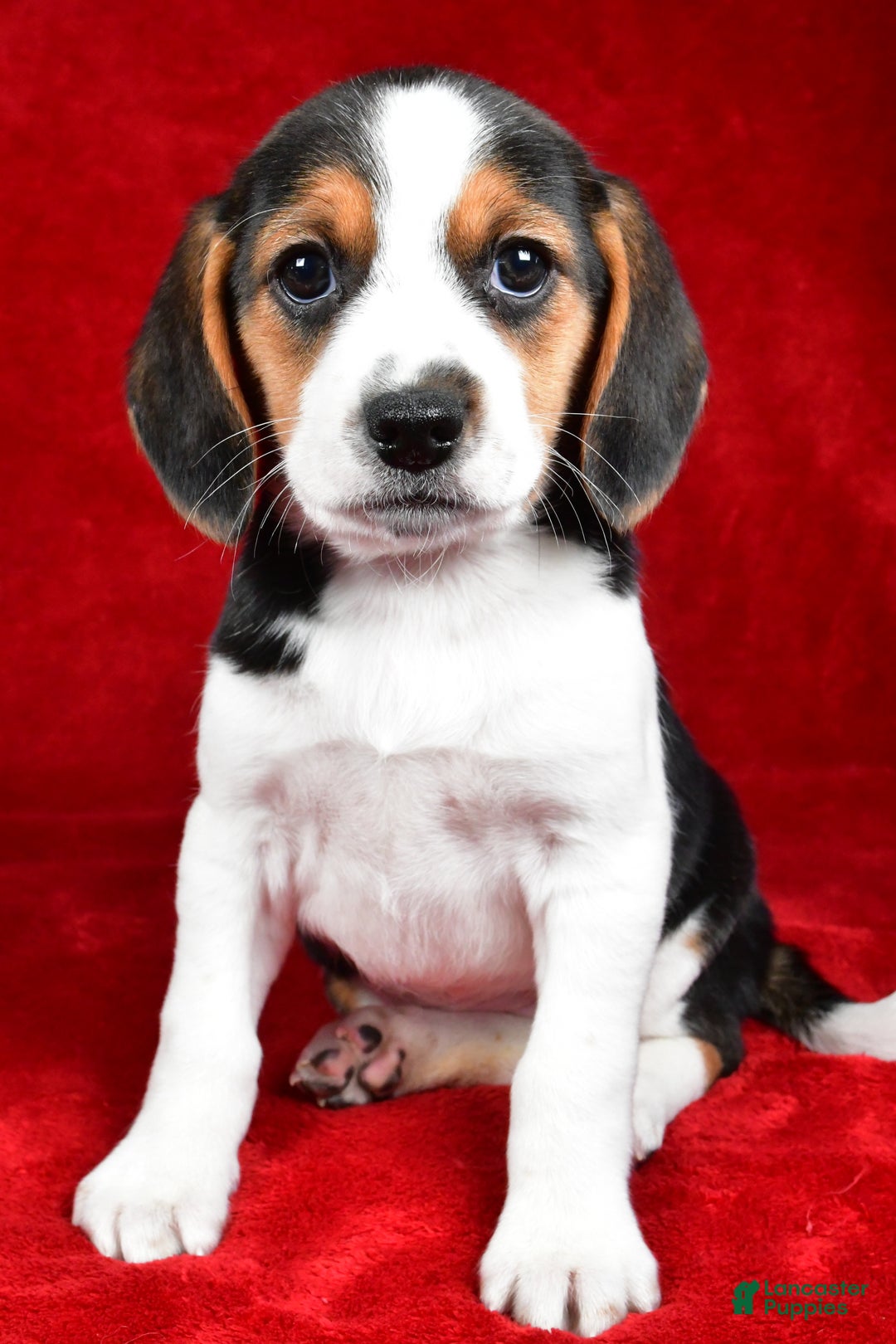 Beagle dogs for sale: Anita - Ad 7