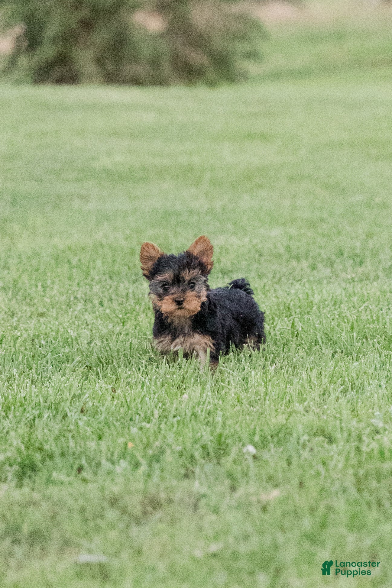 Yorkshire Terrier dogs Jackson - Ad 1