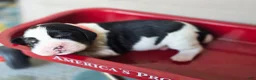 English Springer Spaniel dogs for sale: Skye - Ad 7