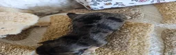 Mixed Breed dogs for sale: Chocolater Merle Elvis - Ad 6