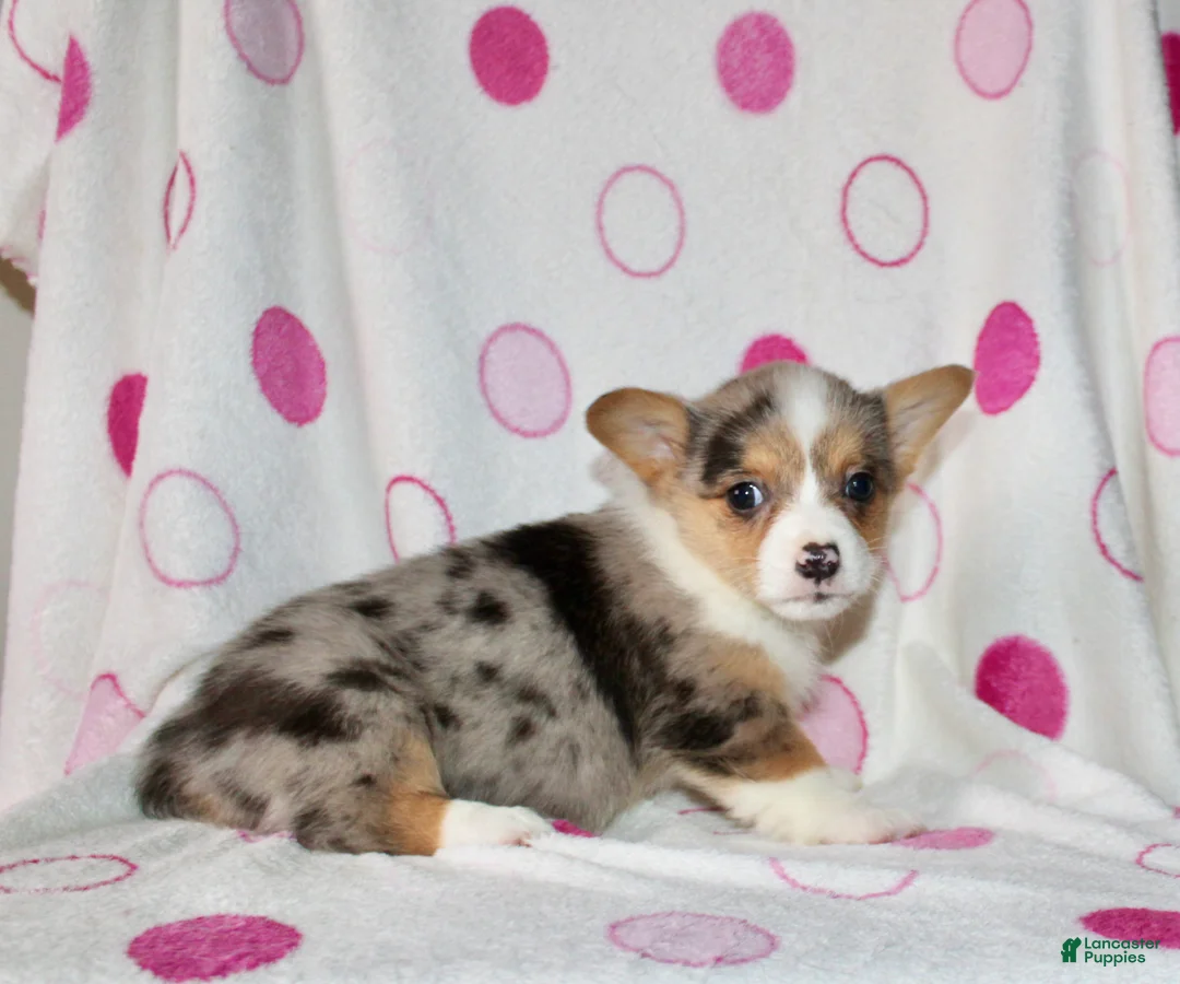 Welsh Corgi Pembroke dogs for sale: Kayla - Ad 2