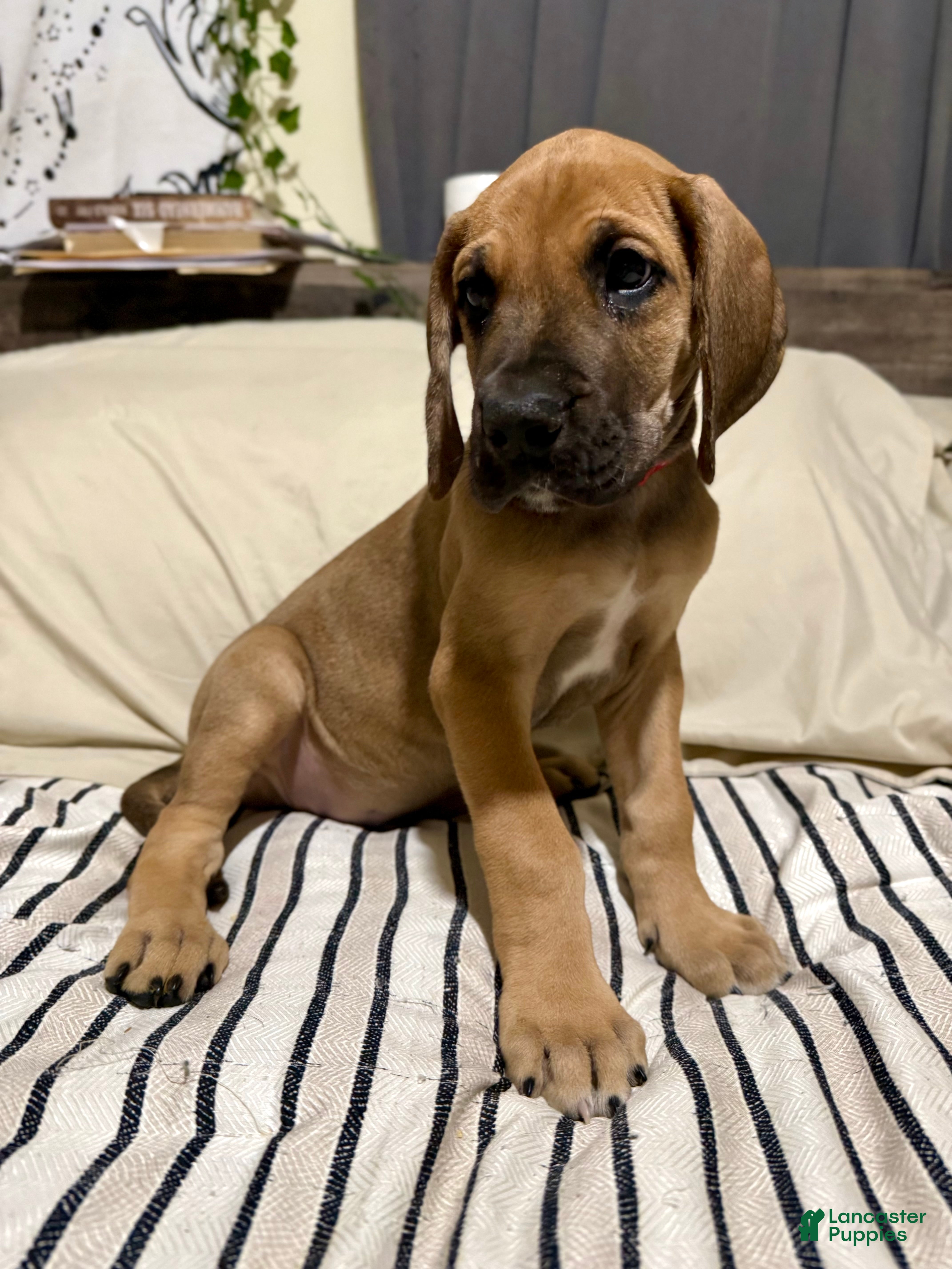 Great Dane dogs Fawn (heavy euro) - Ad 19