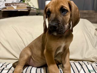 Great Dane dogs Fawn (heavy euro) - Ad 41