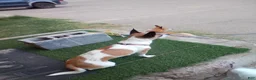 Jack Chi dogs for sale: Jack Chi 2 - Ad 2