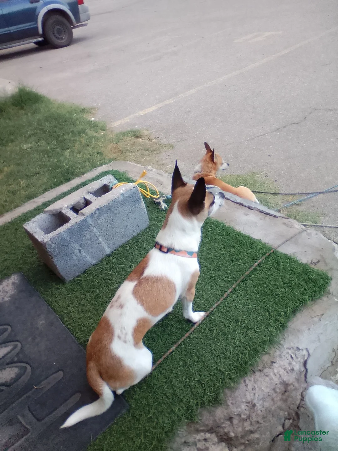 Jack Chi dogs for sale: Jack Chi 2 - Ad 2