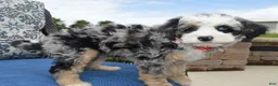 Mini Bernedoodle dogs for sale: Bella - Ad 12