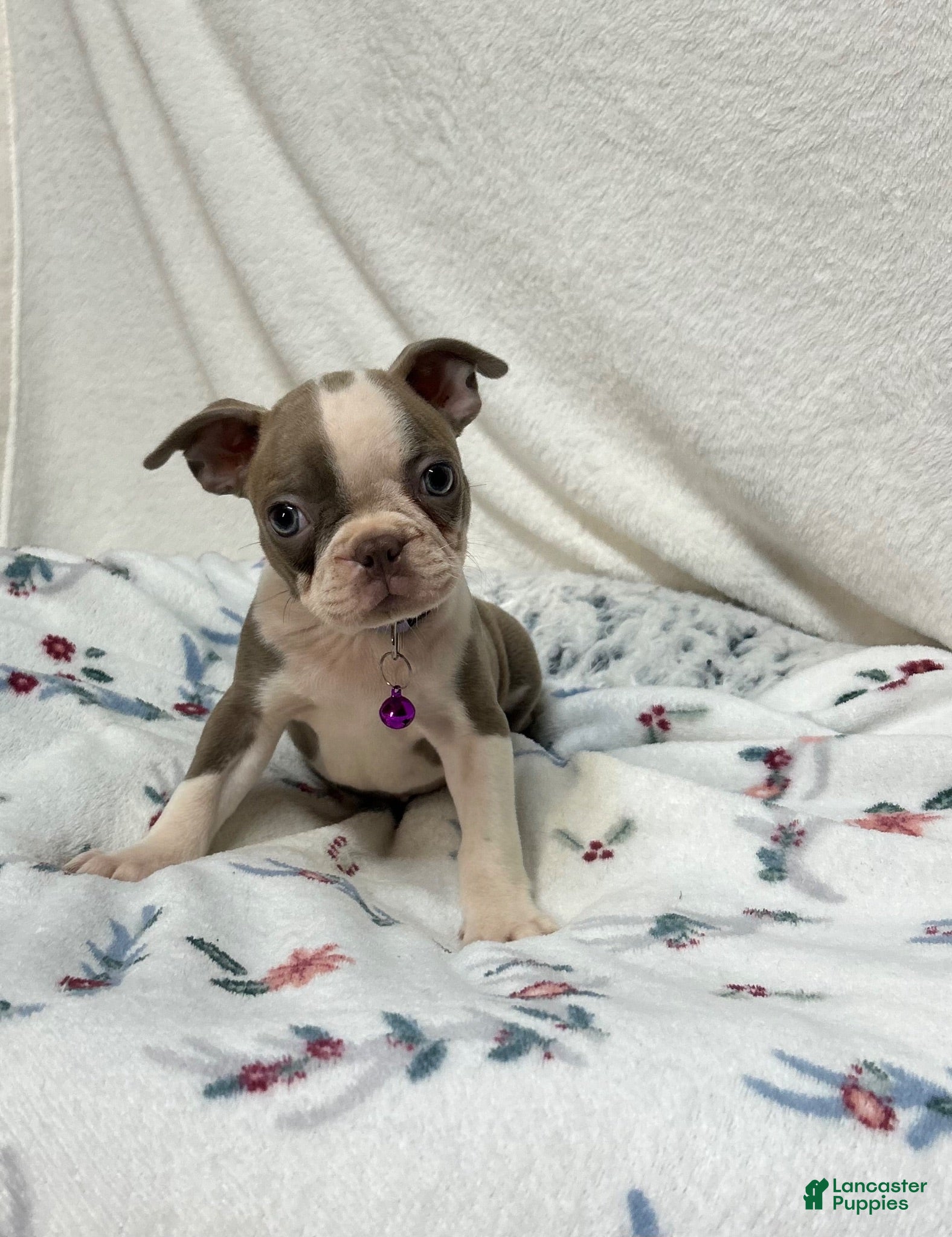Boston Terrier dogs Dee - Ad 2