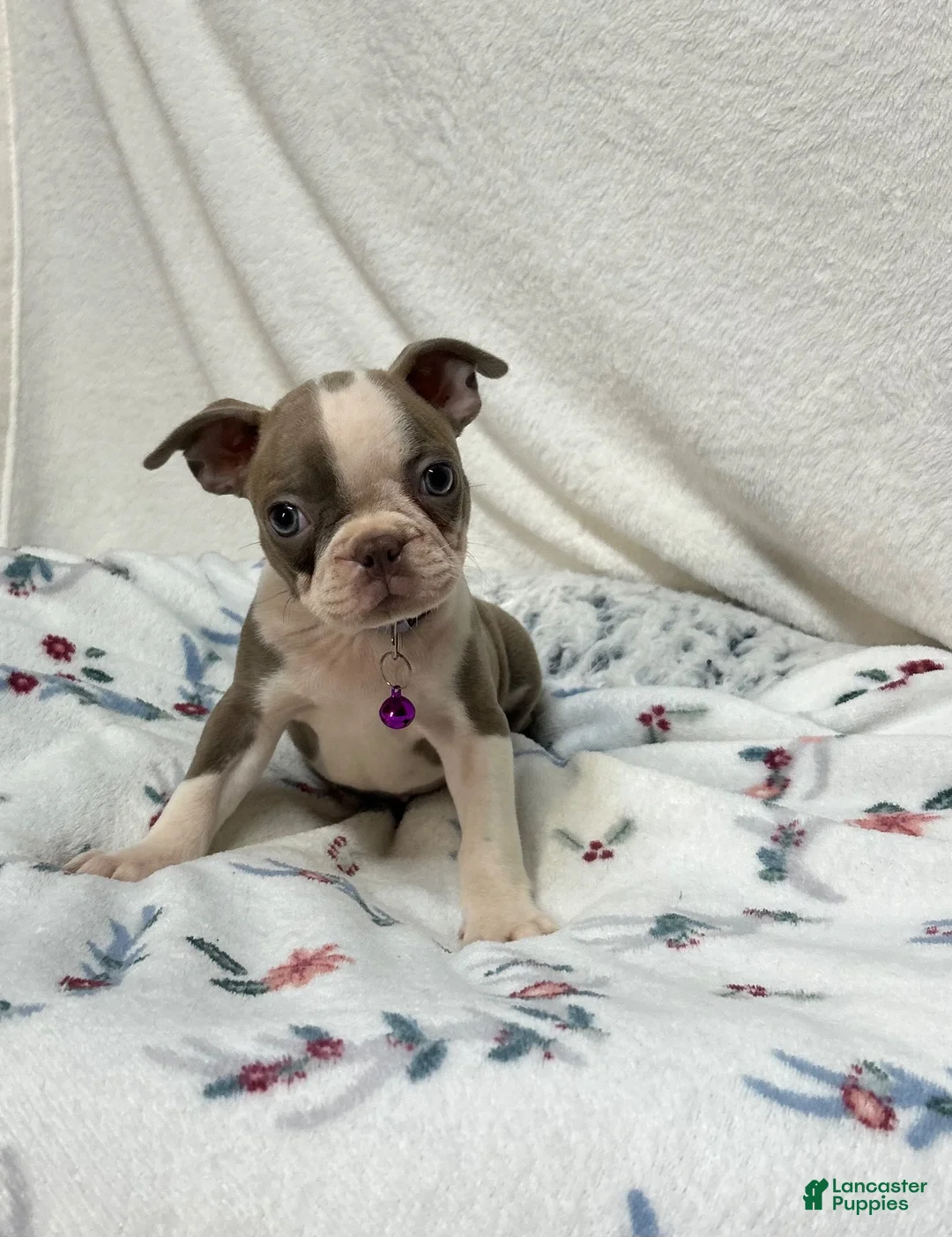 Boston Terrier dogs for sale: Dee - Ad 2