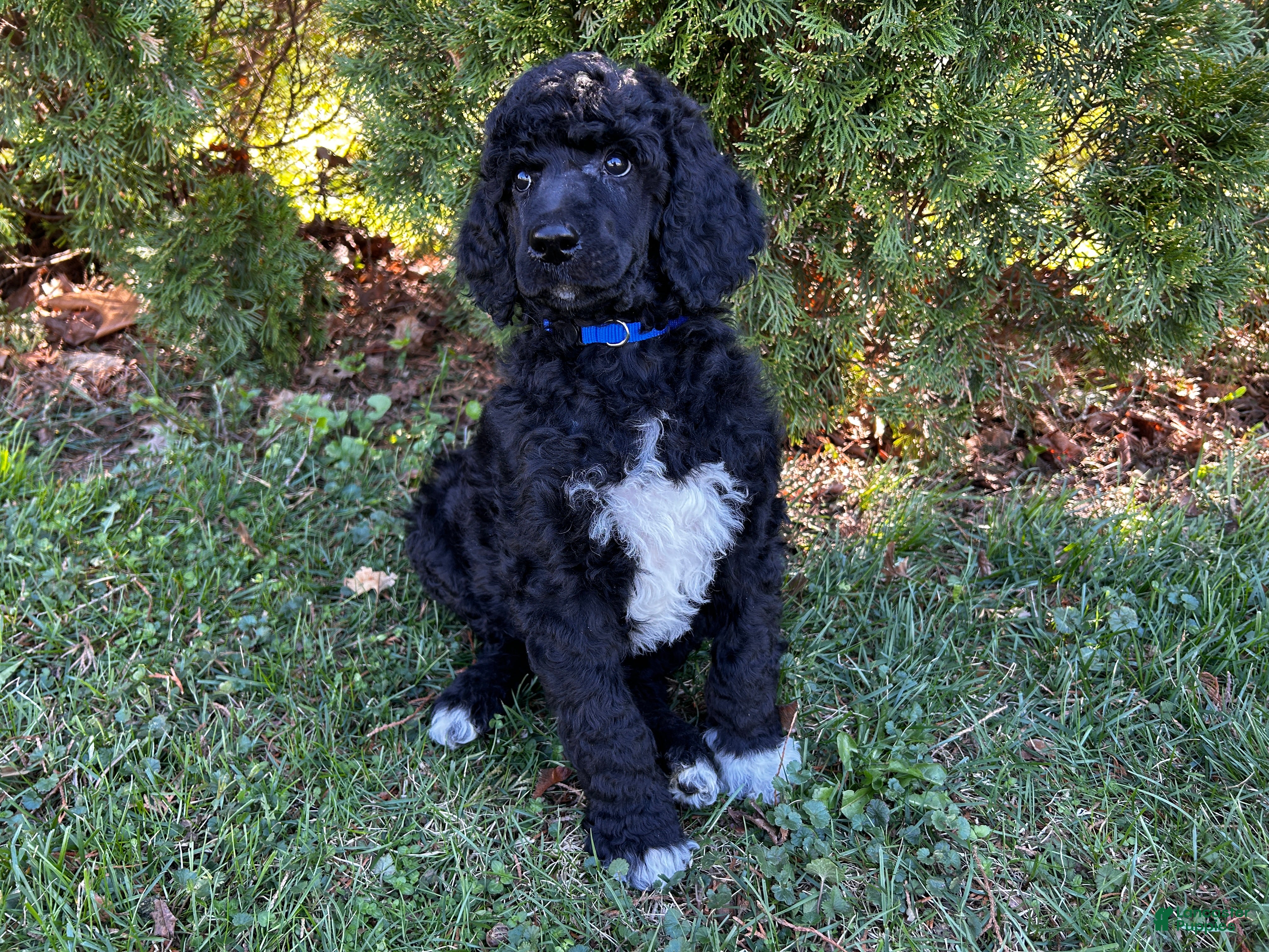 Standard Poodle dogs ⚓️Navy-AKC Standard🐩 - Ad 2