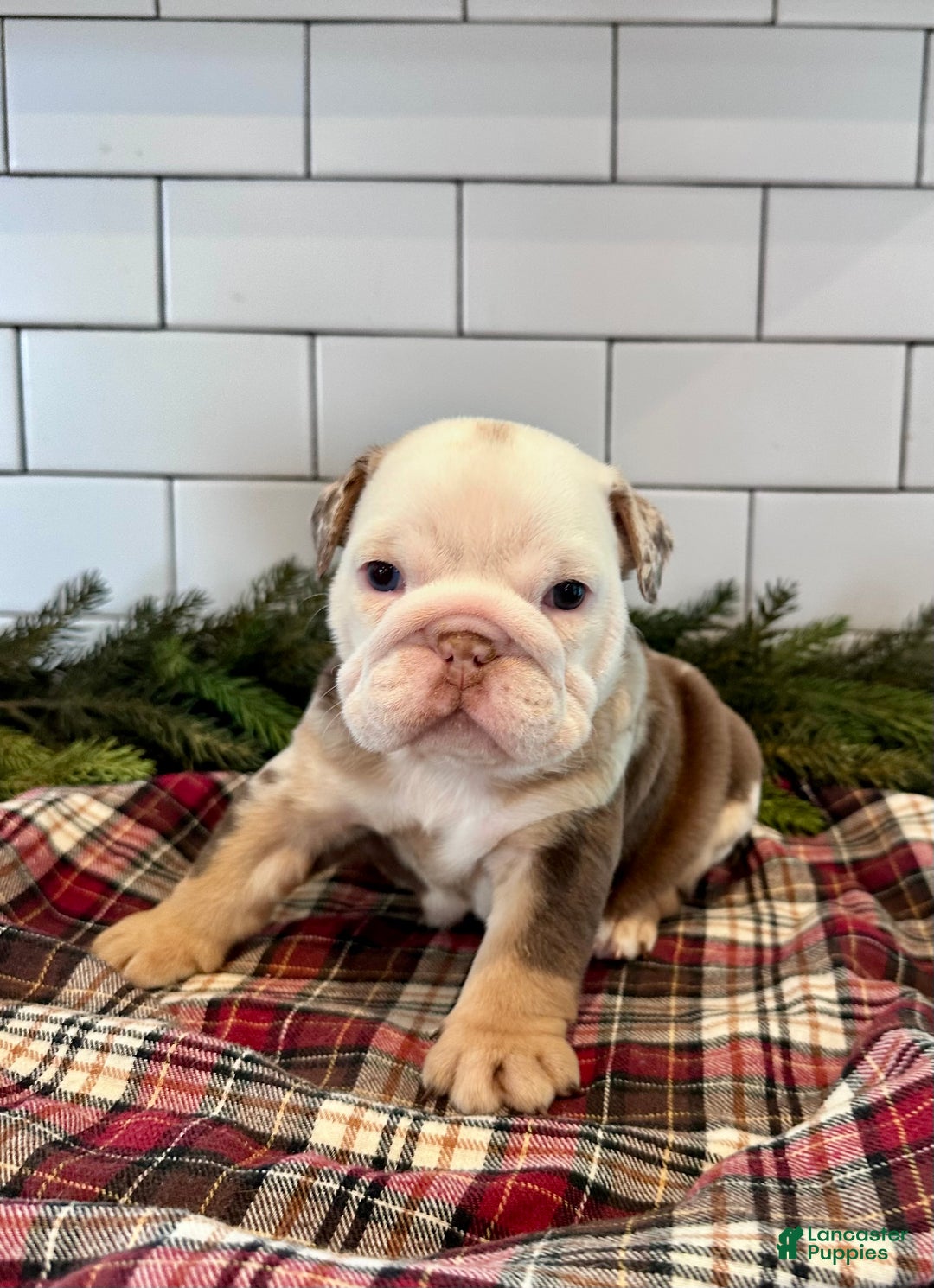 English Bulldog dogs for sale: Millie - Ad 1