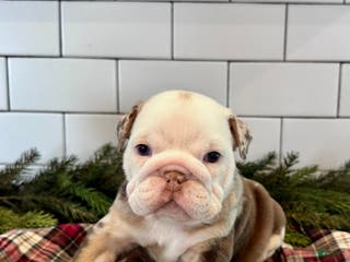 English Bulldog dogs for sale: Millie - Ad 3