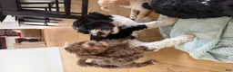Bernedoodle dogs for sale: DINKY - Ad 10