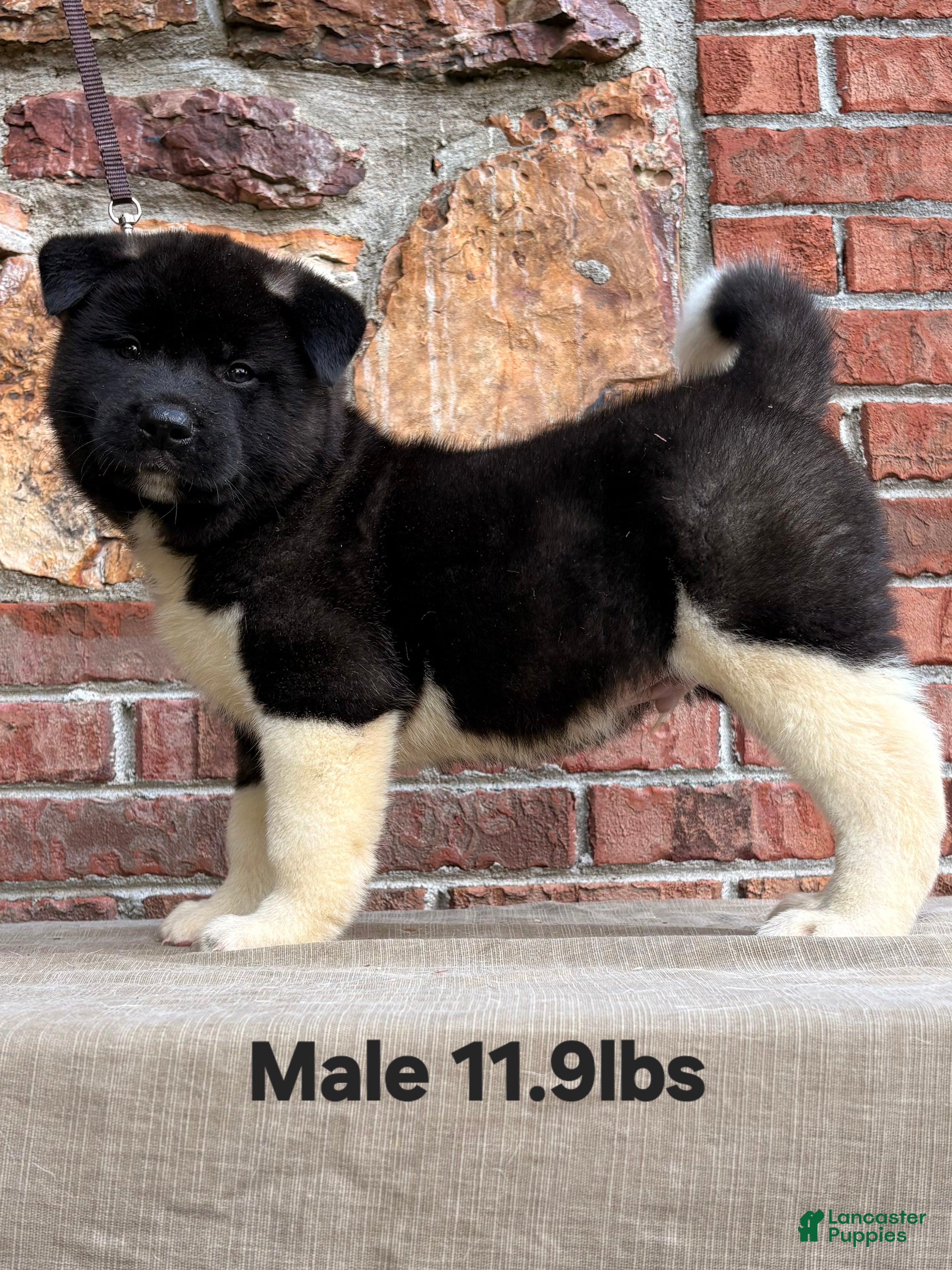 Akita dogs Akita Puppy 2 - Ad 2