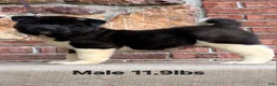 Akita dogs for sale: Akita Puppy 2 - Ad 2