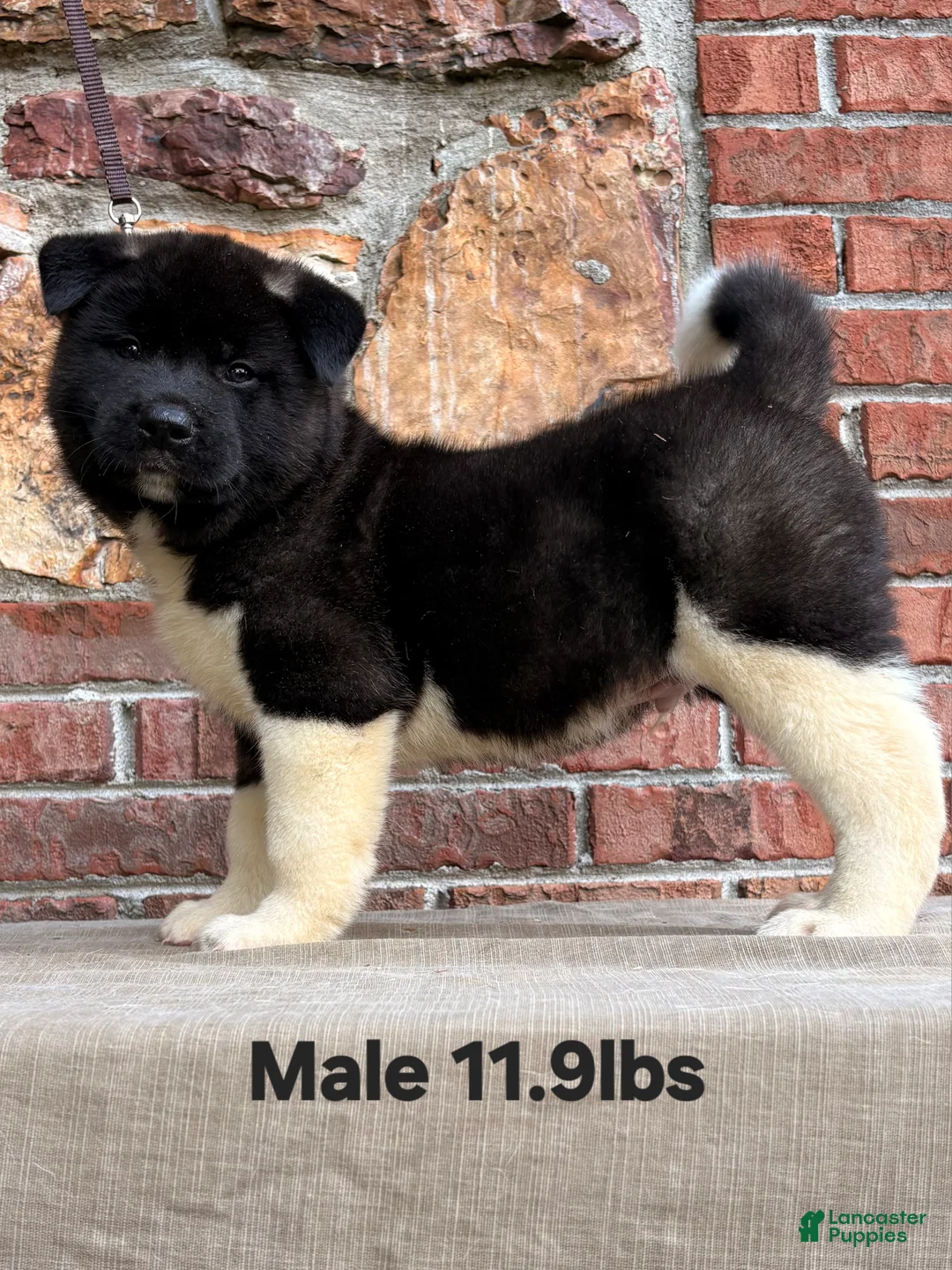 Akita dogs for sale: Akita Puppy 2 - Ad 2