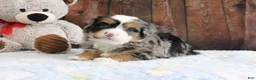 Mini Bernedoodle dogs for sale: Justin - Ad 2