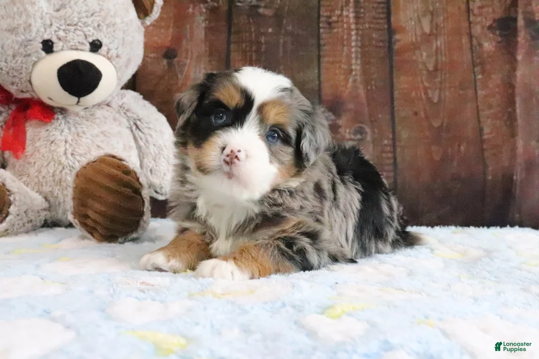 Mini Bernedoodle dogs for sale: Justin - Ad 2