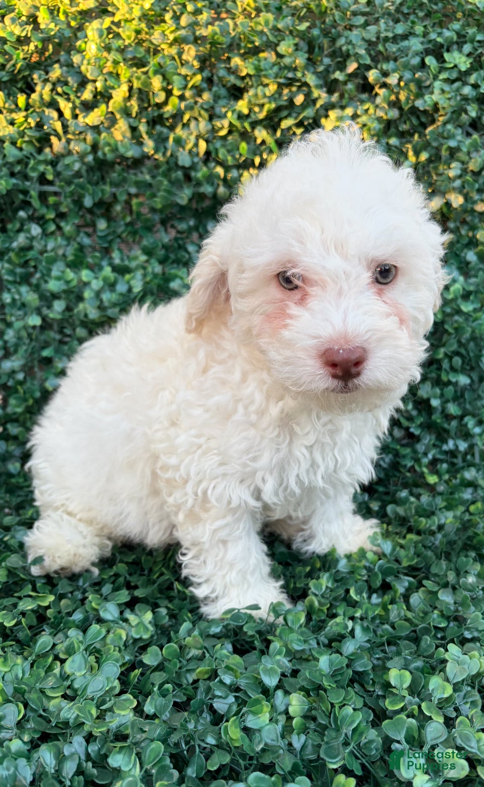 Toy Poodle dogs Lucca - Ad 31