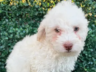 Toy Poodle dogs Lucca - Ad 19