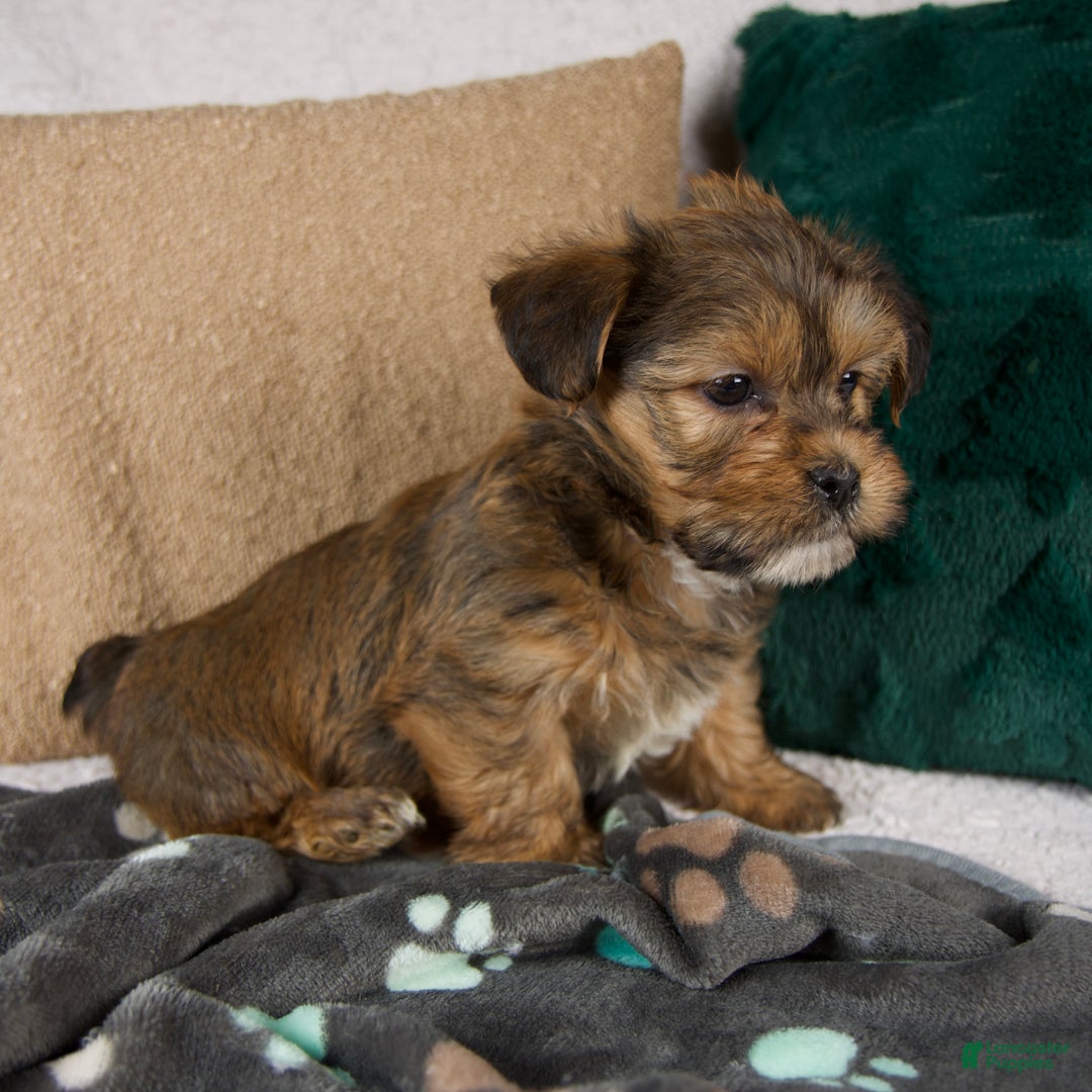 Shorkie dogs for sale: Ian - Ad 2