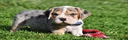 Beabull dogs for sale: Hunter - Ad 5