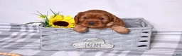 Cavalier King Charles Spaniel dogs for sale: Charlie  - Ad 3
