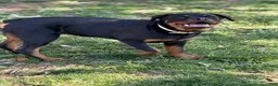 Rottweiler dogs for sale: White Collar - Ad 1