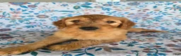Goldendoodle dogs for sale: Blue Boy - Ad 3