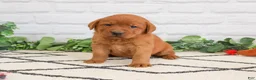 Labrador Retriever dogs for sale: Roman  - Ad 4