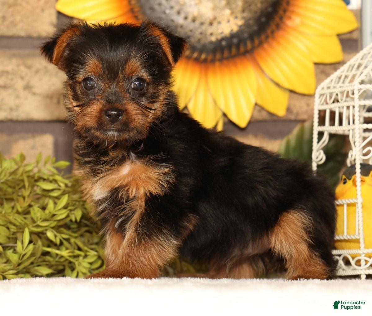 Yorkshire Terrier dogs Tika - Ad 1