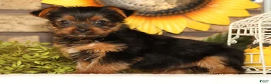 Tika
