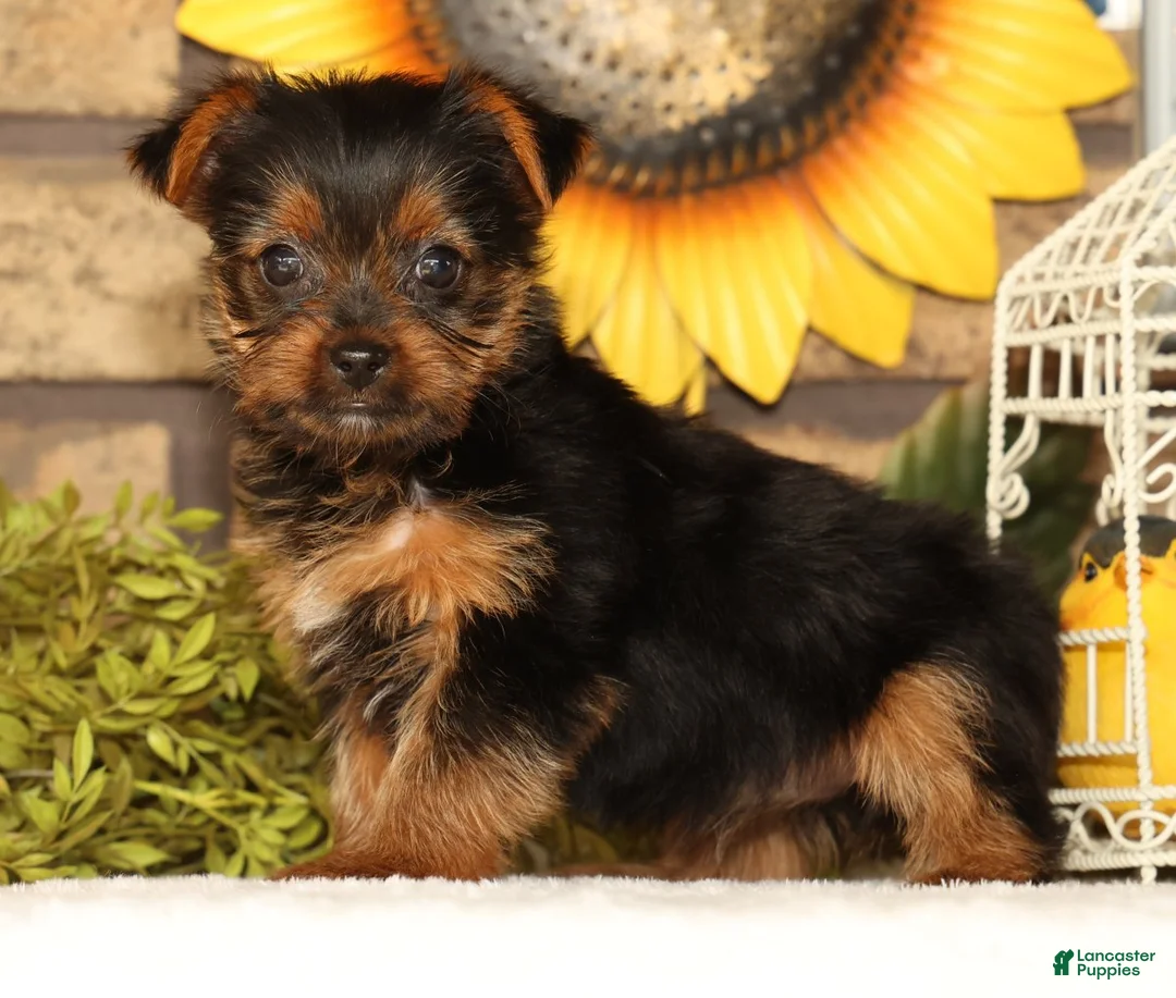 Yorkshire Terrier dogs for sale: Tika - Ad 1