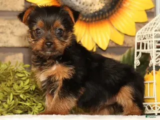 Yorkshire Terrier dogs Tika - Ad 1