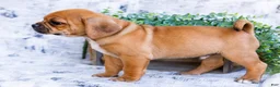 Puggle dogs for sale: Billy - Ad 9