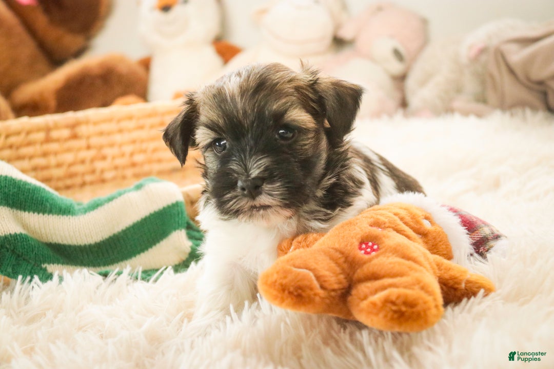 Havanese dogs for sale: Biscotti - Ad 2