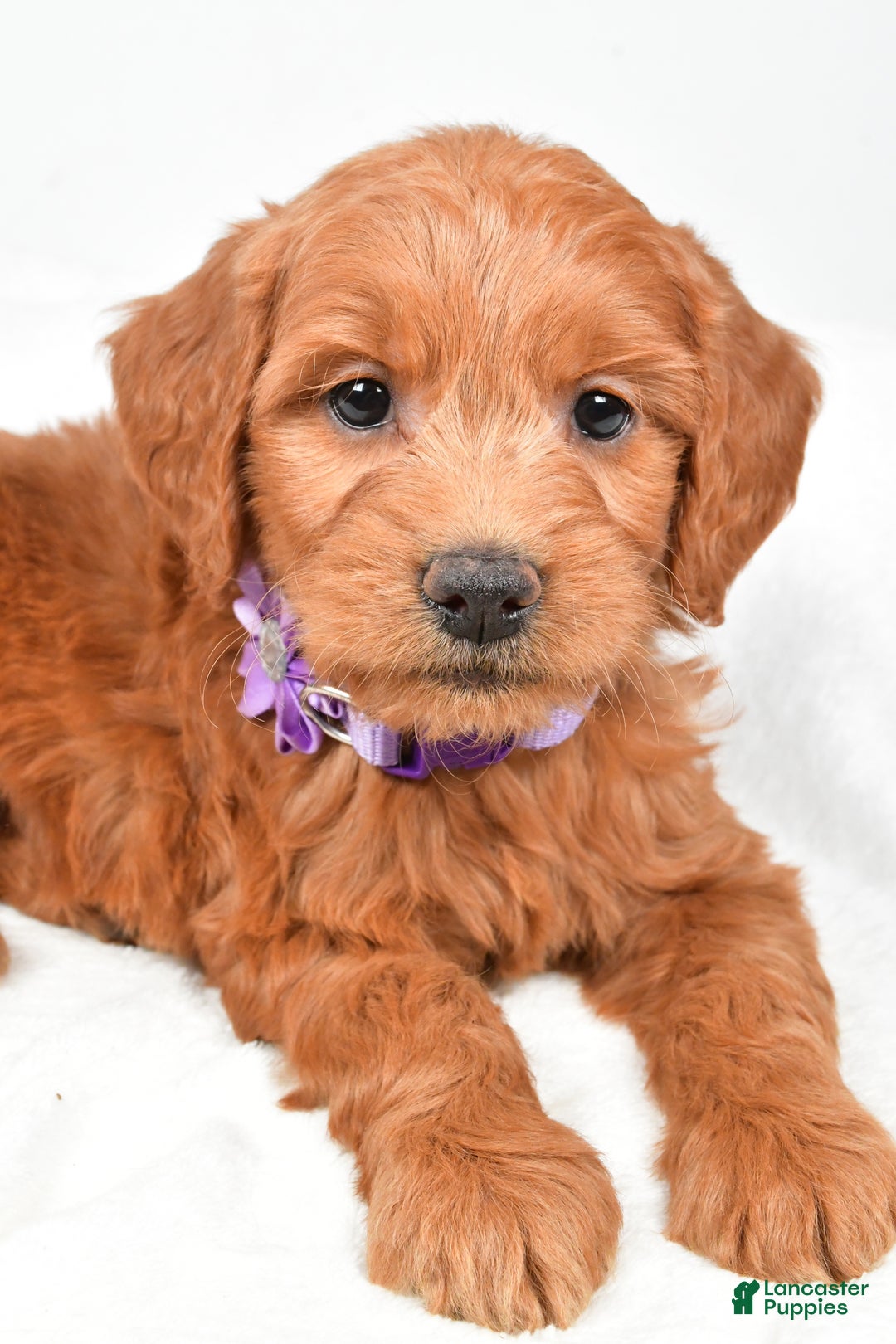 Mini Goldendoodle dogs for sale: Barb - Ad 2