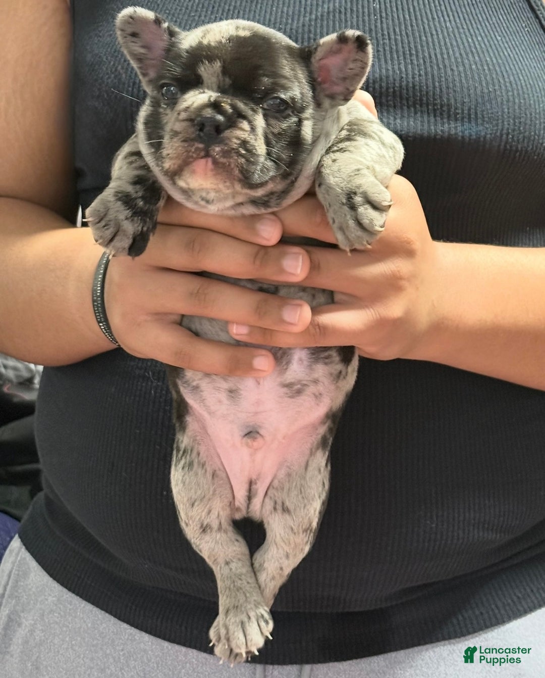 French Bulldog dogs for sale: Petey - Ad 10
