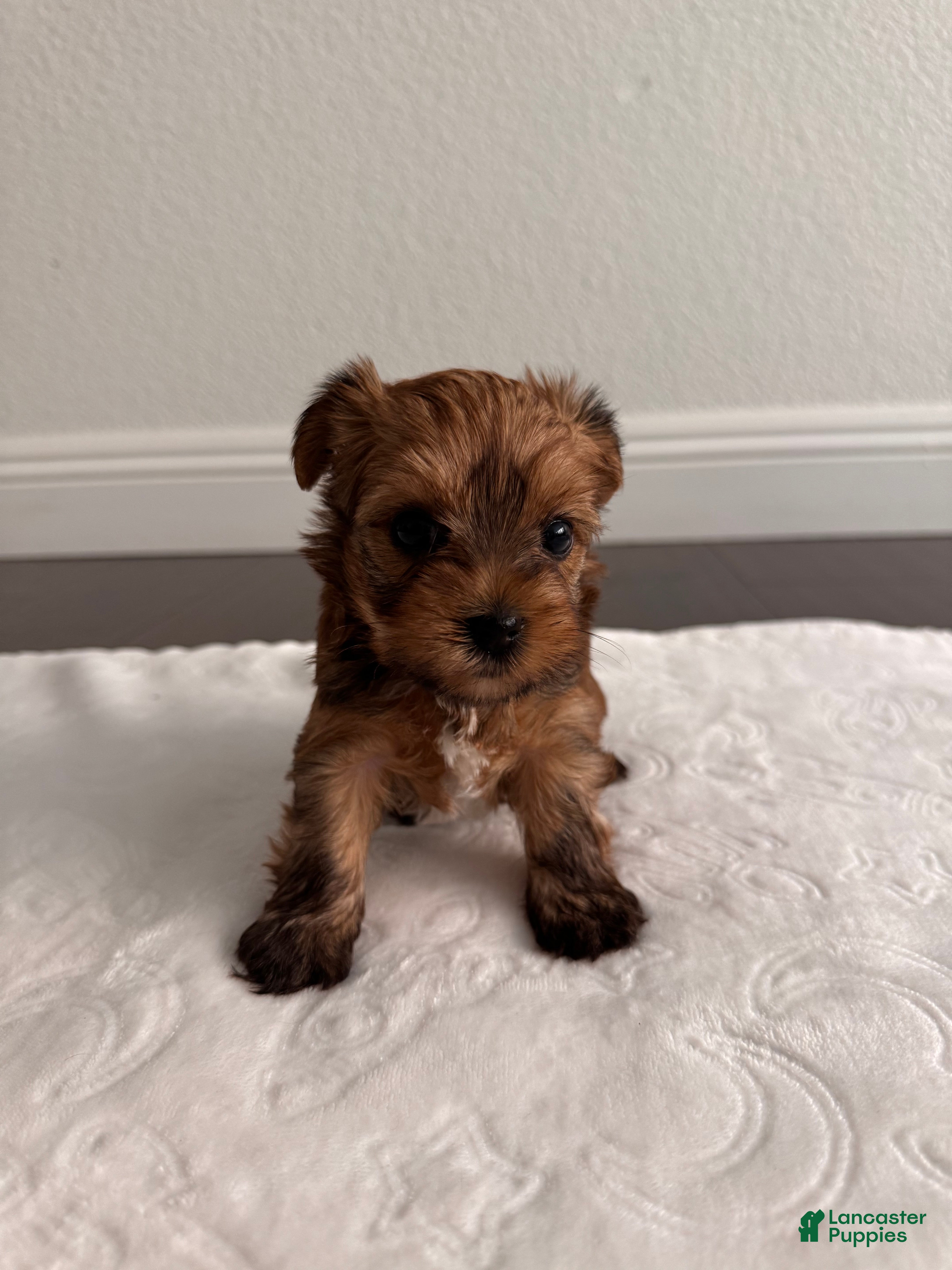 Yorkshire Terrier dogs Female Yorkshire Terrier 3 - Ad 2