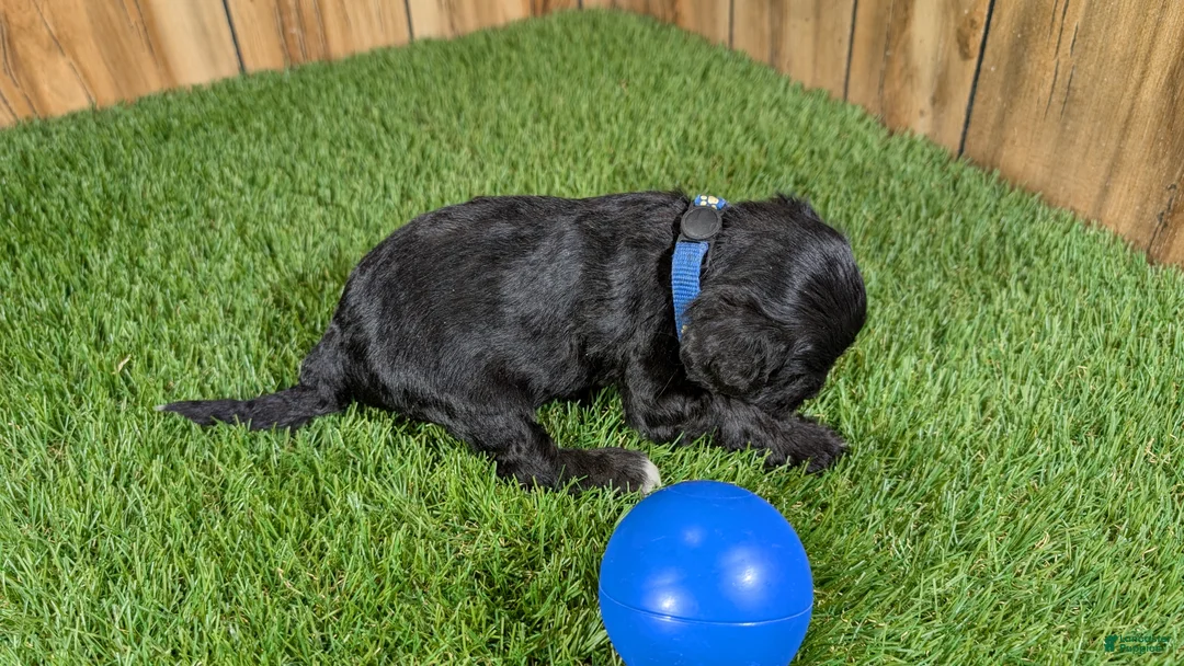 Cavapoo dogs for sale: Francis Boy 2 - Ad 5