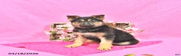 German Shepherd dogs for sale: Sabiya - Ad 3