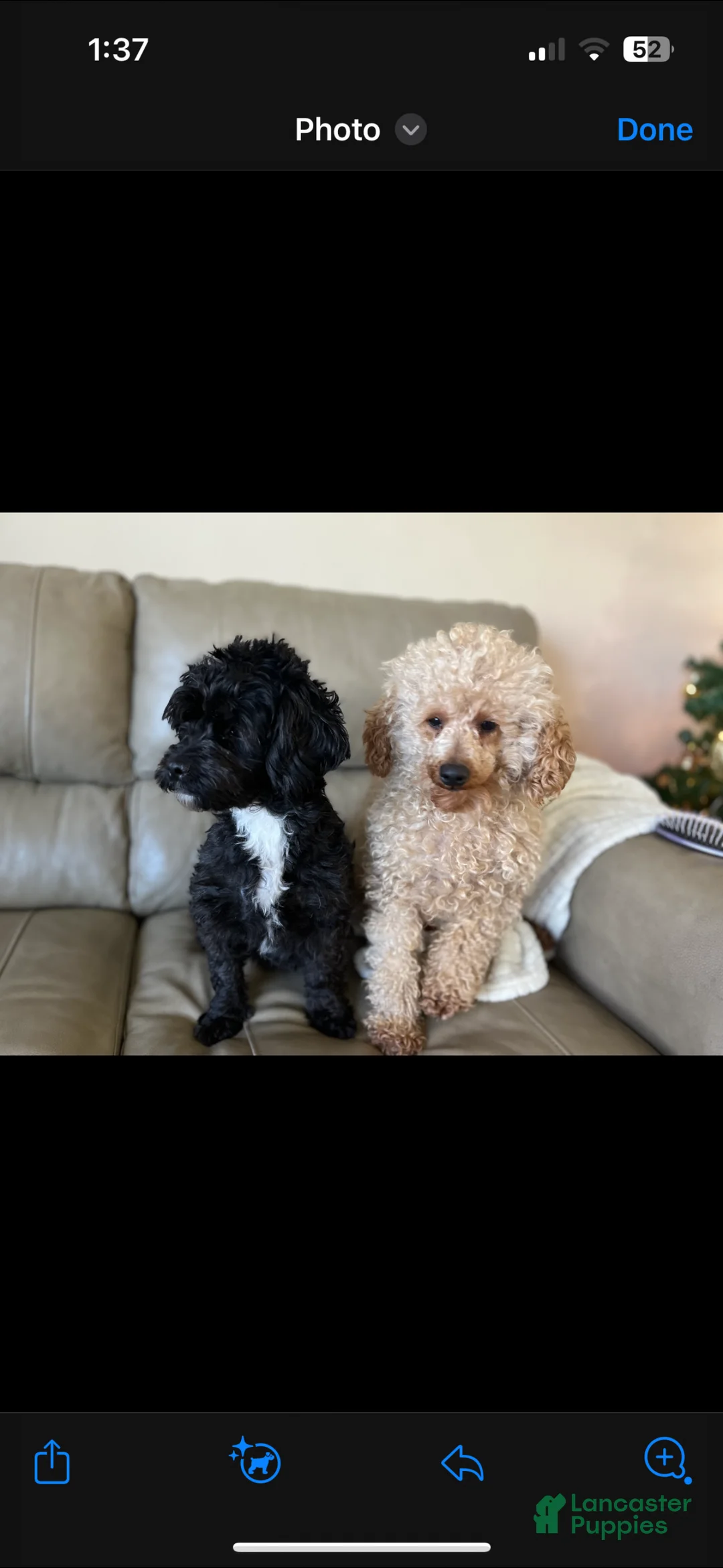 Yorkiepoo dogs for sale: Coco - Ad 8