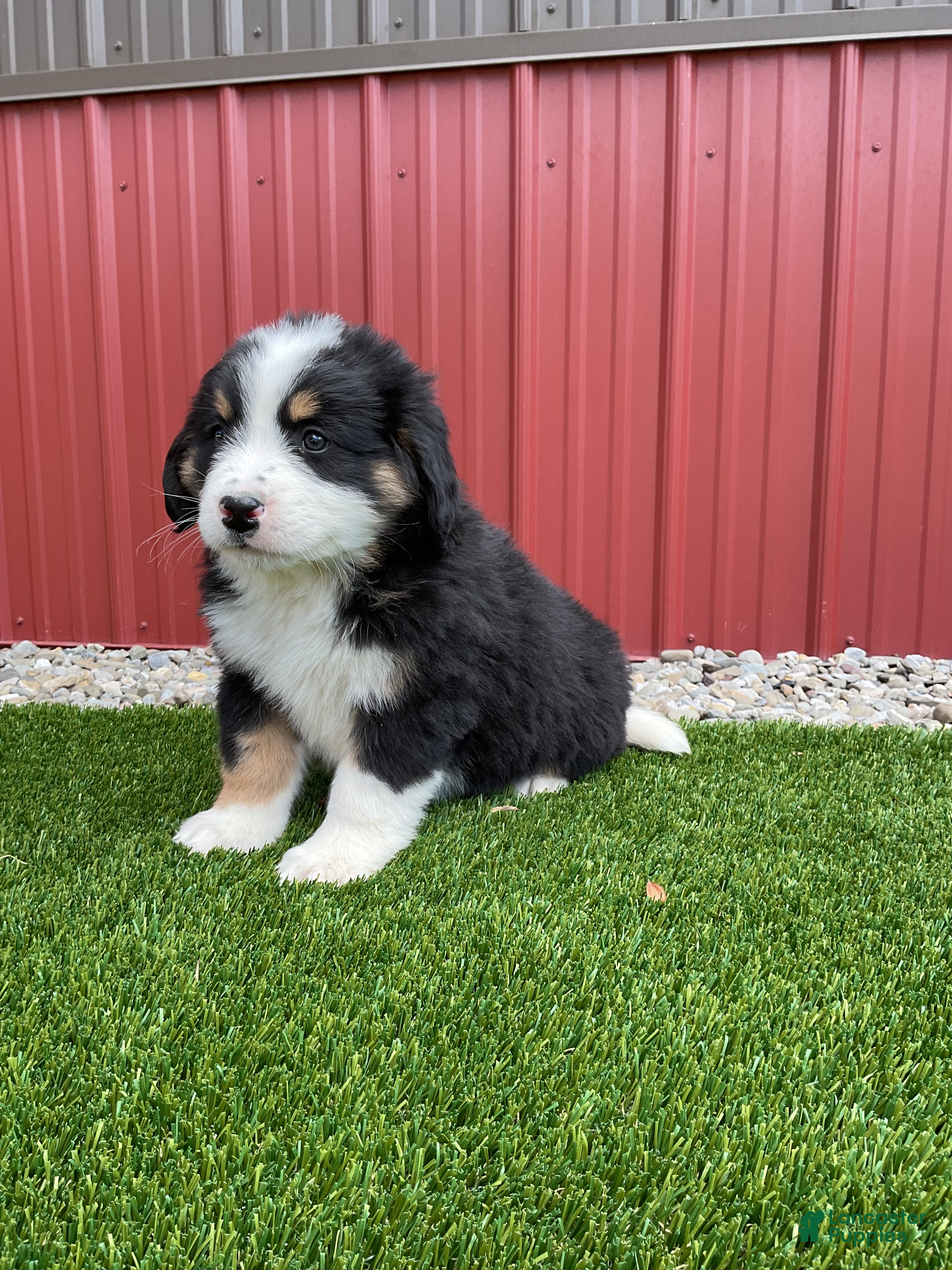 Bernedoodle dogs Flower - Ad 2